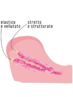CuloGnocca e gonnellina  Rosa - immagine 6